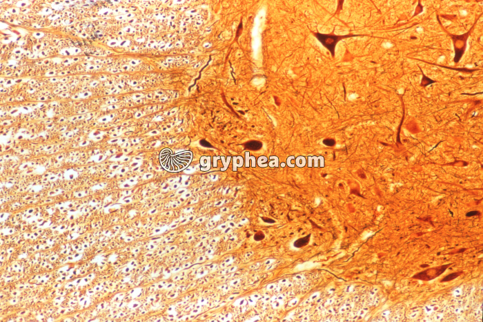 Moelle épinière limite substance blanche - substance grise x40 - gryphea.org